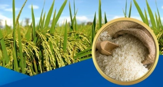 Thủ tướng chỉ thị đảm bảo an ninh lương thực, sản xuất, xuất khẩu gạo bền vững